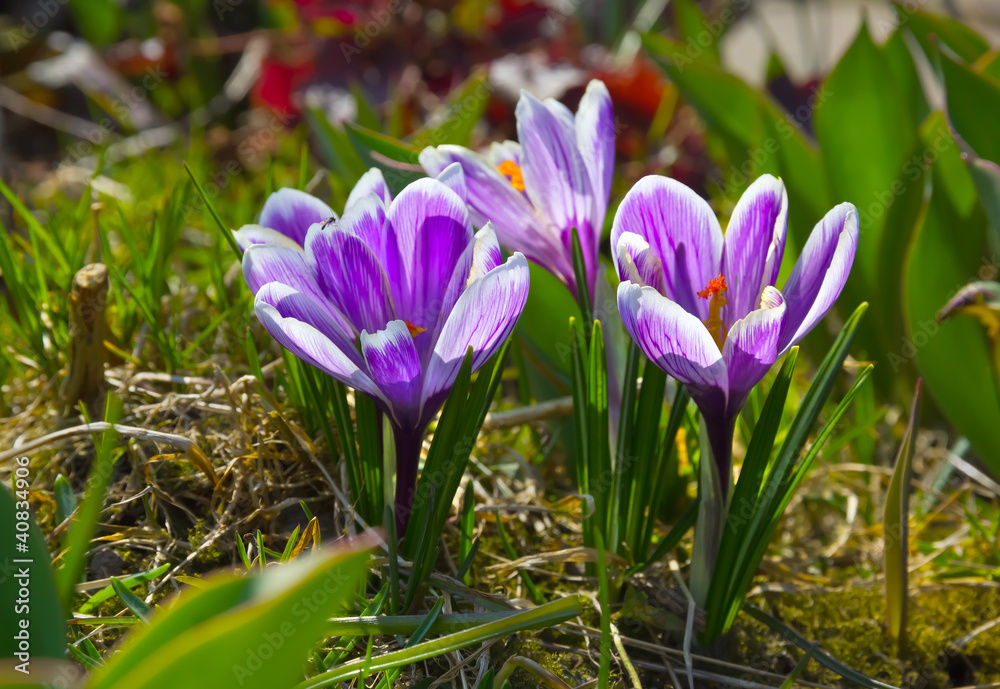Lilac crocuses in spring garden. Lilac crocuses in spring garden.