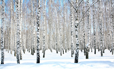Fotobehang Berkenbos Blauwe aprilhemel boven berkenbos  © Elena Kovaleva
