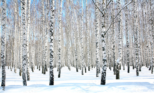 April blue sky in beautiful birch grove