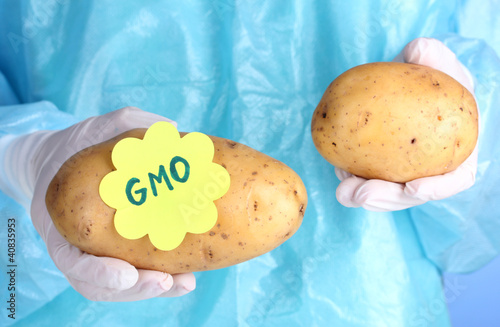 Quadro su tela A scientist holds a genetically modified vegetable