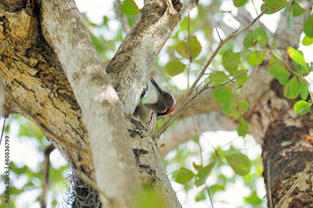 Hispaniolan Woodpecker