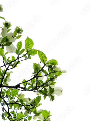 花水木／白い花／白バック（縦位置）