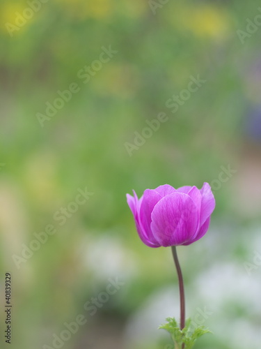 Purple flower
