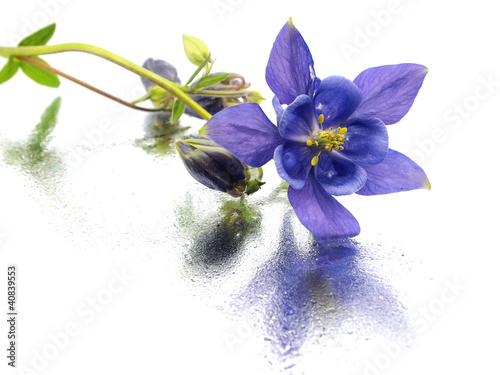 Canvas Print blue columbine - aquilegia flowers