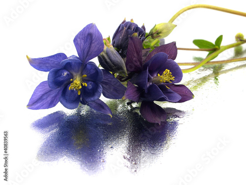 Leinwand Poster blue columbine - aquilegia flowers