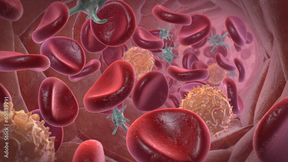 Blutbahn mit Erythrozyten, Thrombozyten und Leukozyten Stock Illustration Adobe Stock