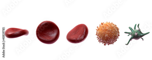 Fototapeta Naklejka Na Ścianę i Meble -  Blutbahn mit Erythrozyten (rote Blutkörperchen)