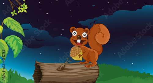 Cute squirrel