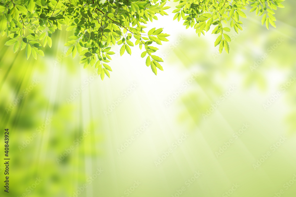 Obraz premium leaf background.