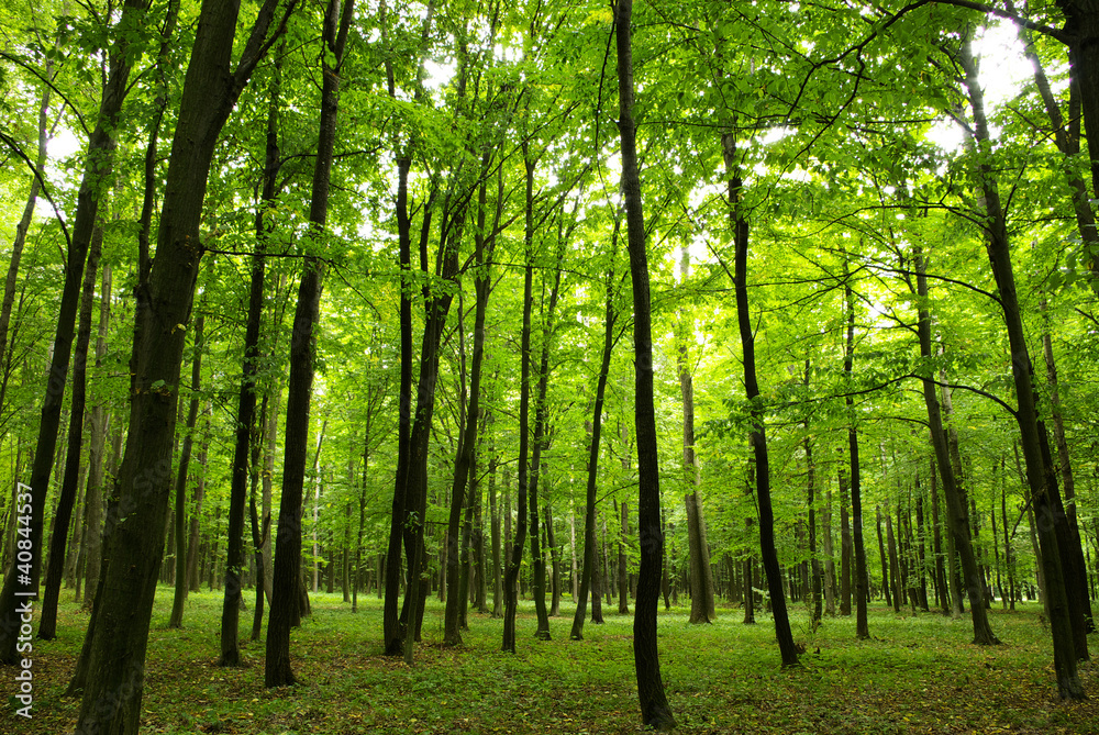 forest forest