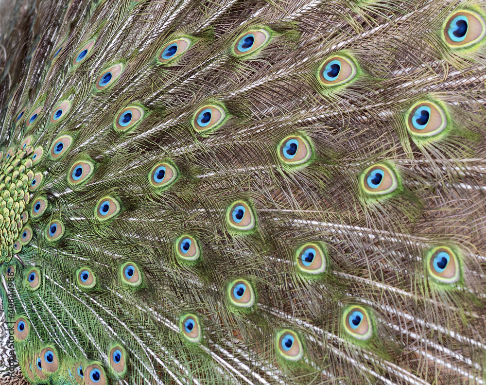 Obraz premium Peacock's tail