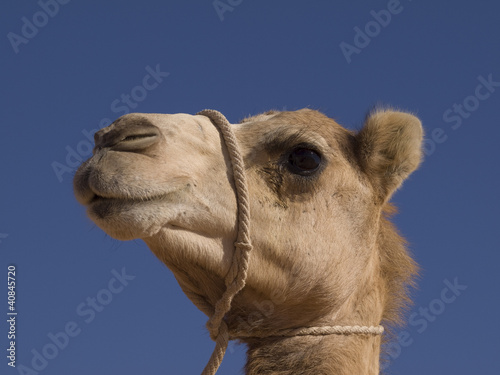 Kamel © mauricioruiz