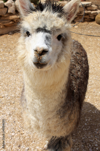 Alpaca photo