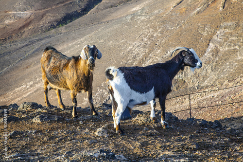 pair of wild goat in the mountain
