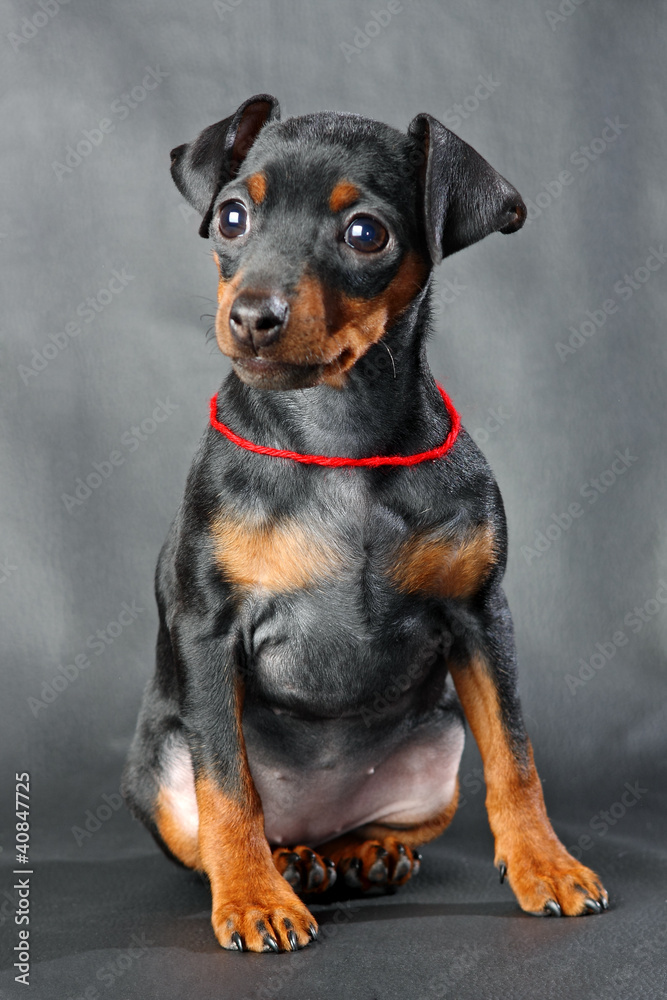 Miniature Pinscher Puppy