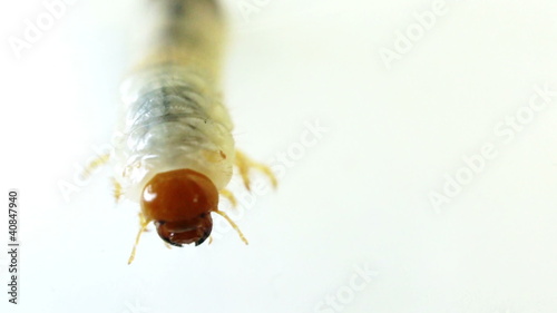 June Bug larvae photo