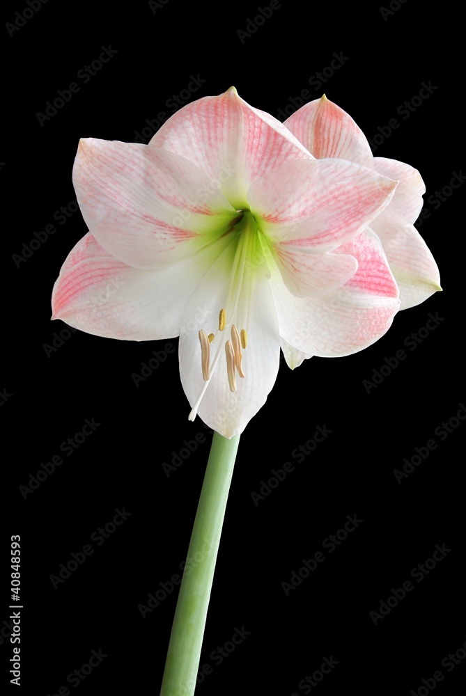 Obraz premium pink flower of amaryllis