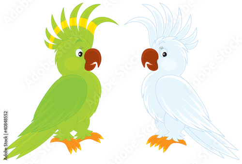 green and white parrots