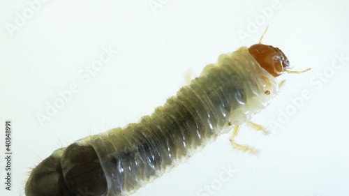 June Bug larvae photo