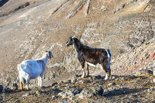 pair of wild goat in the mountain