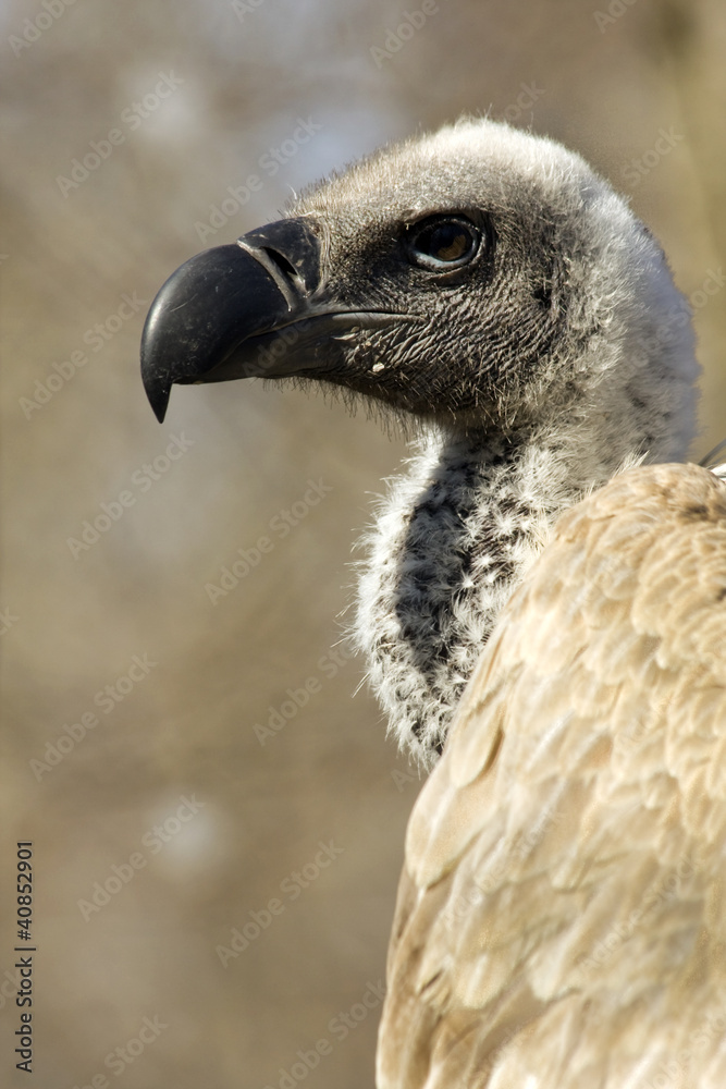 White-backed vulture (Gyps africanus) White-backed vulture (Gyps africanus)