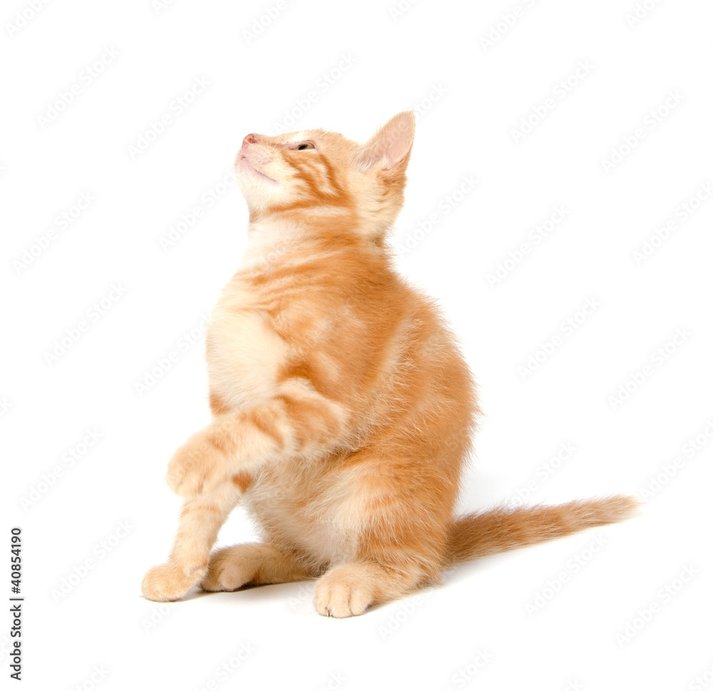 Cute yellow kitten on white background Cute yellow kitten on white background