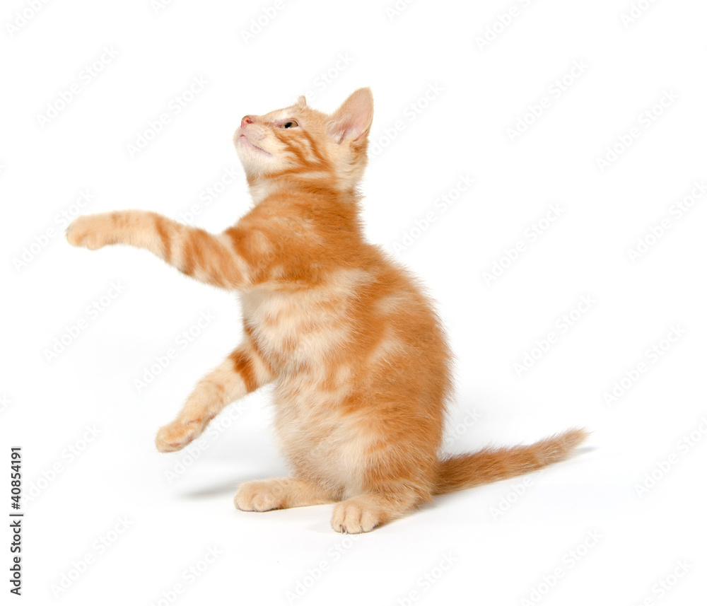 Cute yellow kitten on white background Cute yellow kitten on white background
