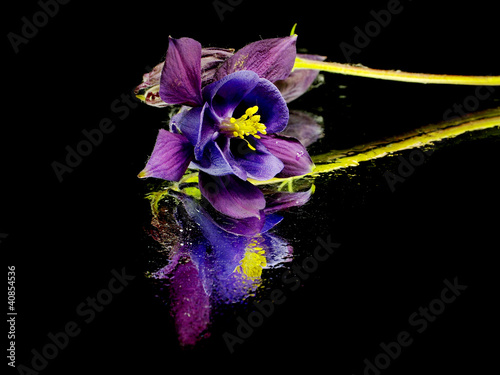 Billede på lærred blue columbine - aquilegia flowers
