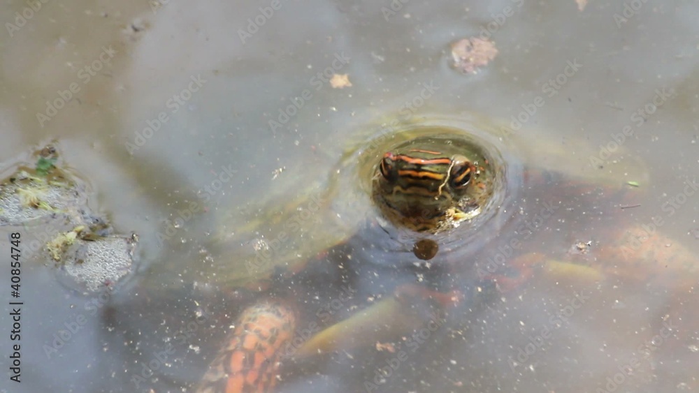 Terrain turtle Terrain turtle