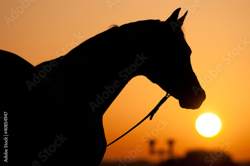 silhouette of Arabian horse and sunrise
