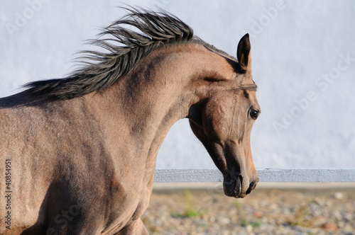Young Arabian horse runs gallop  close up portrait