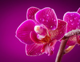 mini orchid on pink background
