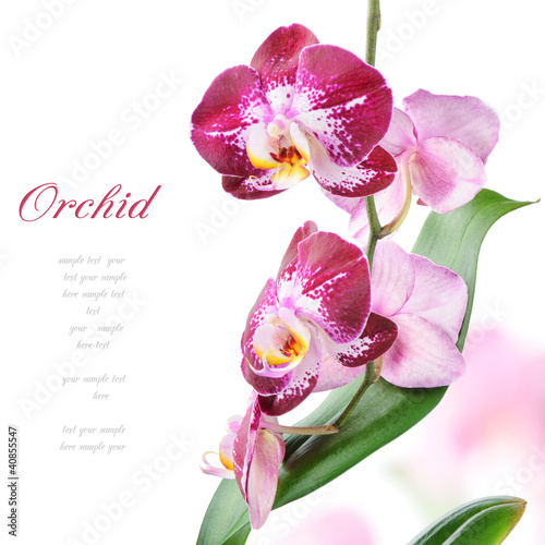 Fototapeta Naklejka Na Ścianę i Meble -  Purple orchid