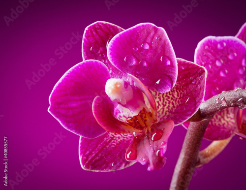mini orchid on pink background