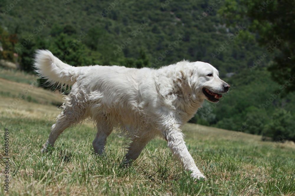 amplitude du pas du golden retriever amplitude du pas du golden retriever