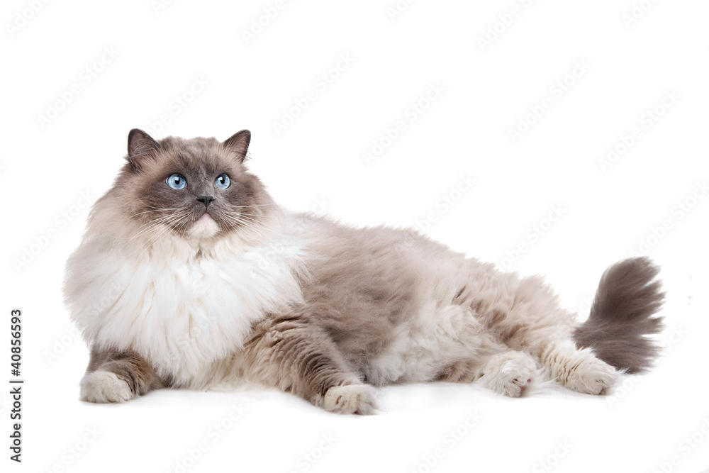 Obraz premium Ragdoll cat