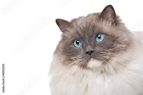 Ragdoll cat