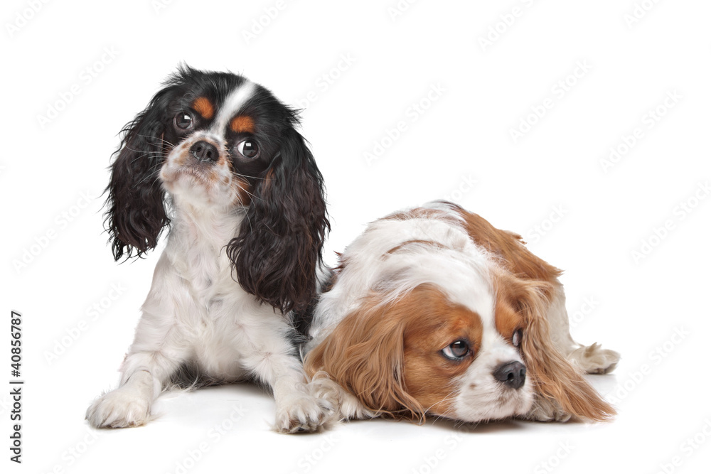two Cavalier King Charles Spaniel dogs two Cavalier King Charles Spaniel dogs