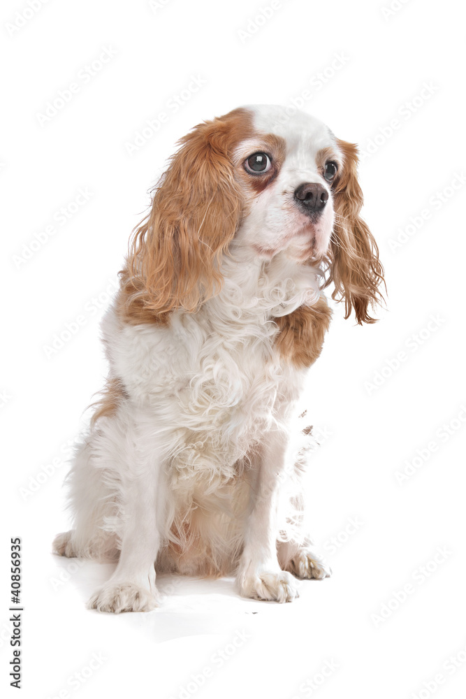 Cavalier King Charles Spaniel Cavalier King Charles Spaniel