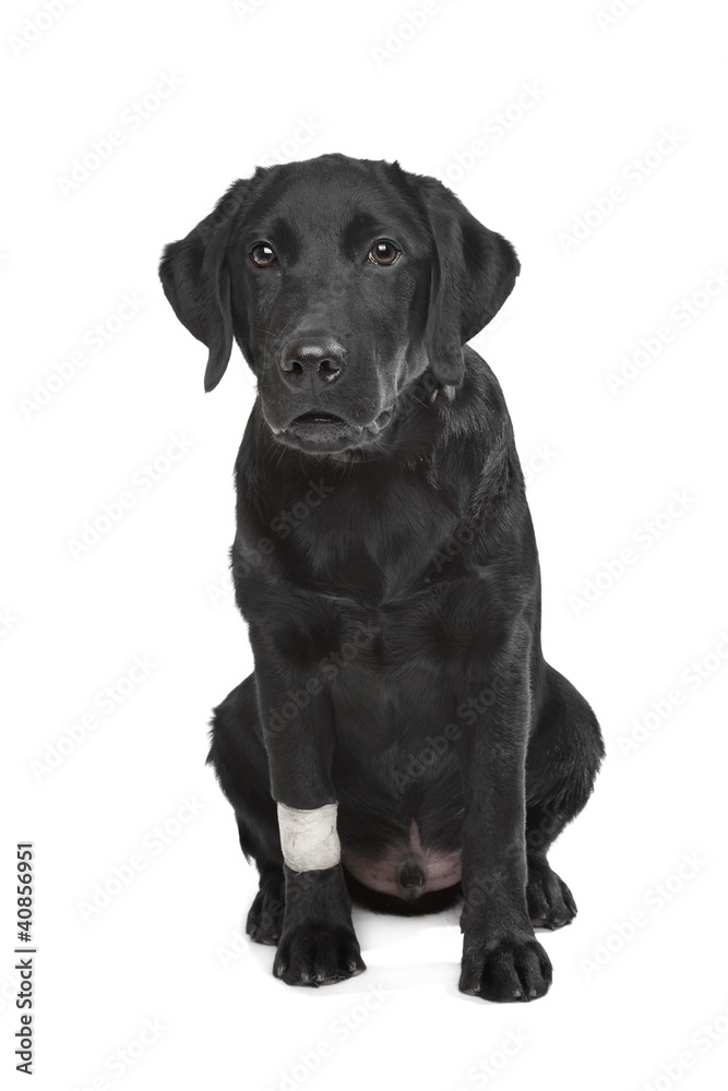 Black Labrador puppy