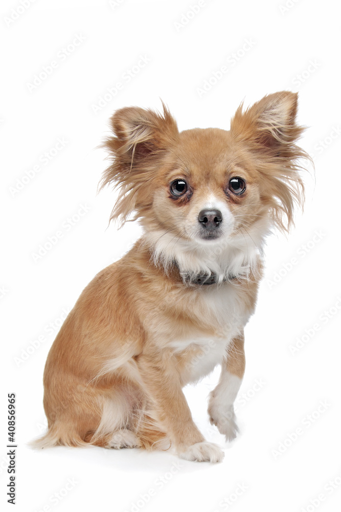 mixed breed Chihuahua