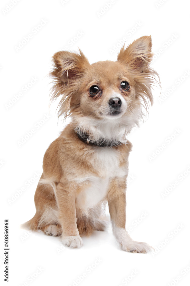 mixed breed Chihuahua mixed breed Chihuahua