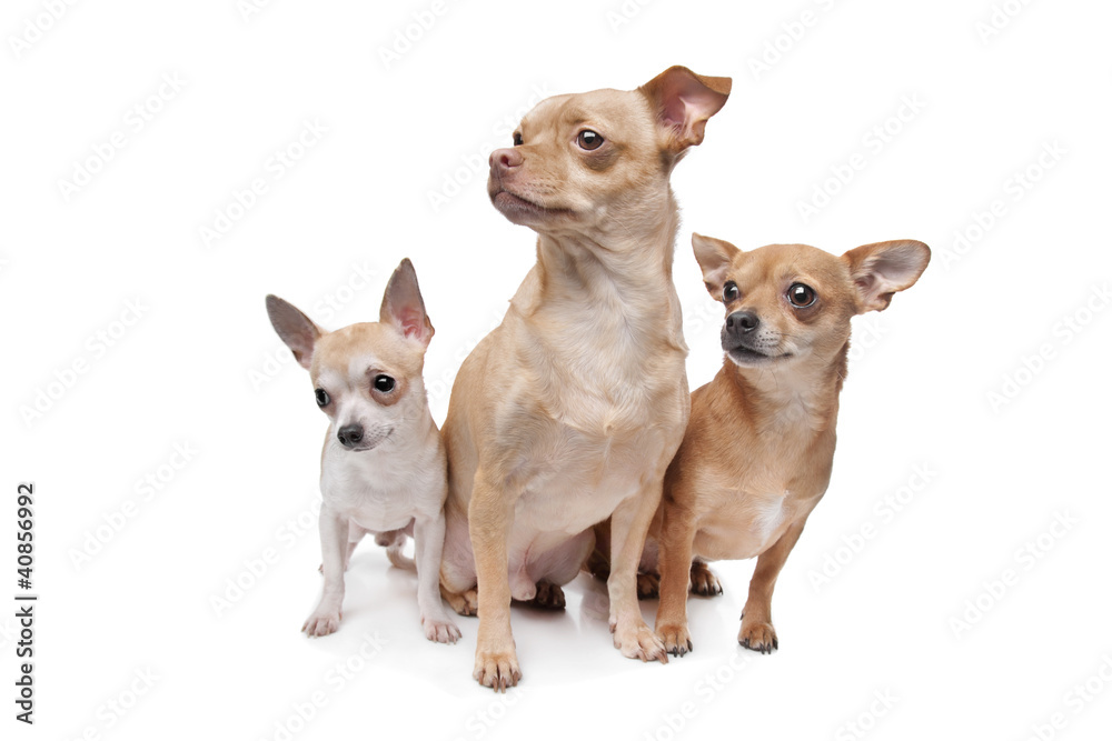 three chihuahua dogs three chihuahua dogs