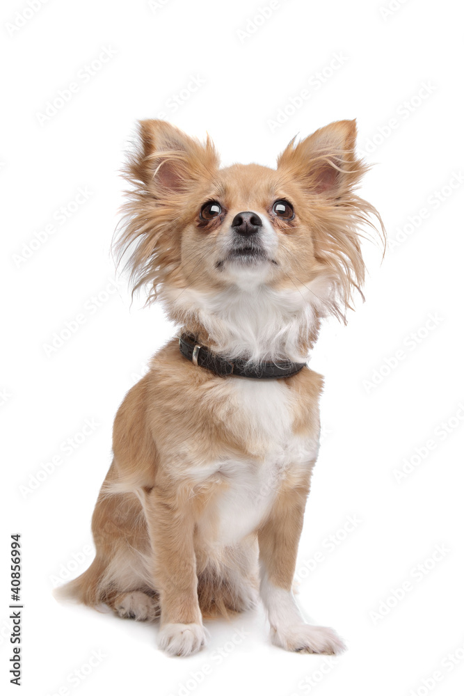 mixed breed Chihuahua mixed breed Chihuahua