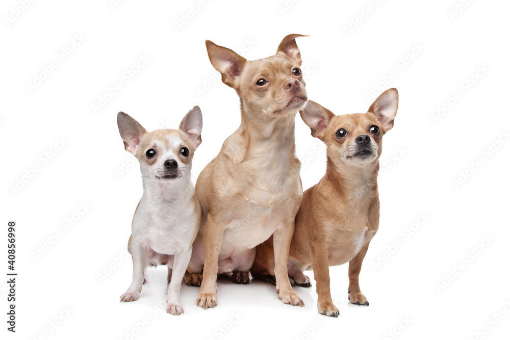 three chihuahua dogs
