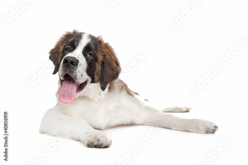 Фотография St Bernard puppy