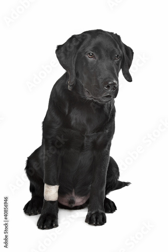 Black Labrador puppy