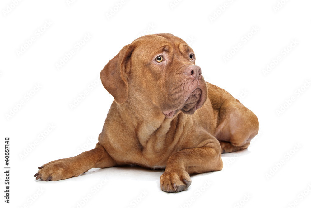 Dogue de Bordeaux