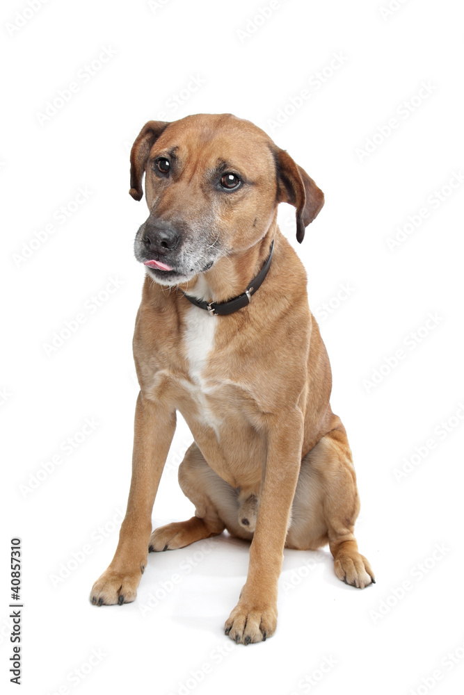 mixed breed dog