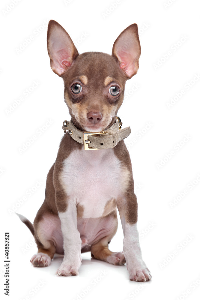 short haired chihuahua puppy